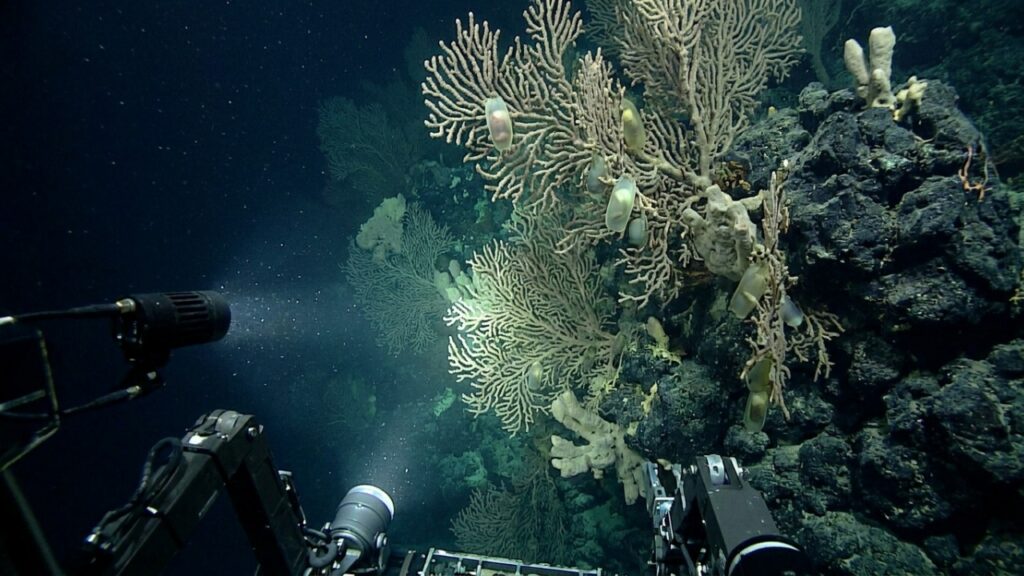 A 1.500 metros de profundidade, pesquisadores encontram vulcão submarino coberto por milhares de ovos gigantes de arraia que podem chegar a 50 centímetros