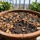 Colocar rolhas de vinho na terra das plantas: para que serve e por que jardineiros usam pequenos pedaços para melhorar e controlar a umidade