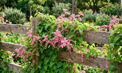 Essa trepadeira resistente forma um paredão verde de flores cor-de-rosa que bloqueia o calor do sol da tarde nos muros e fachadas de casa