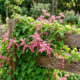 Essa trepadeira resistente forma um paredão verde de flores cor-de-rosa que bloqueia o calor do sol da tarde nos muros e fachadas de casa