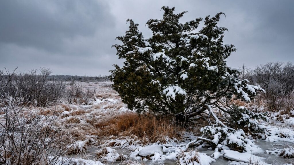 Provérbio chinês de Confúcio: “Só quando chega o frio do inverno sabemos que o pinheiro e o cipreste são os últimos a perder as folhas.” Uma lição com mais de 2 mil anos sobre permanecer firme na adversidade