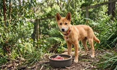 Filhote de dingo fica órfão e encontra em um humano o cuidado que precisava para crescer
