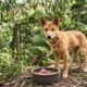 Filhote de dingo fica órfão e encontra em um humano o cuidado que precisava para crescer