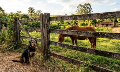 Provérbio alemão do dia: “Uma cerca dura 3 anos, um cachorro dura 3 cercas, um cavalo dura 3 cachorros e um homem dura 3 cavalos”; o antigo ditado que lembra como a vida é passageira e por que devemos valorizar o tempo e praticar a gratidão.