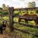 Provérbio alemão do dia: “Uma cerca dura 3 anos, um cachorro dura 3 cercas, um cavalo dura 3 cachorros e um homem dura 3 cavalos”; o antigo ditado que lembra como a vida é passageira e por que devemos valorizar o tempo e praticar a gratidão.