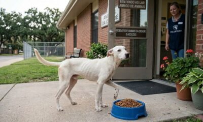 Cachorra encontrada pele e osso ainda corria para receber cada pessoa que aparecia, e sua reação comoveu os socorristas
