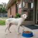 Cachorra encontrada pele e osso ainda corria para receber cada pessoa que aparecia, e sua reação comoveu os socorristas