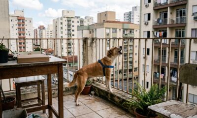 Cachorro late 4 horas por dia, o condomínio aplica R$ 2,4 mil em multas e o tutor descobre em que ponto o barulho vira infração e em que ponto vira maus-tratos