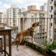 Cachorro late 4 horas por dia, o condomínio aplica R$ 2,4 mil em multas e o tutor descobre em que ponto o barulho vira infração e em que ponto vira maus-tratos