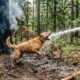 Bombeiros atendem a um chamado de rotina, mas acabam transformando o dia de um cachorro em um momento inesquecível