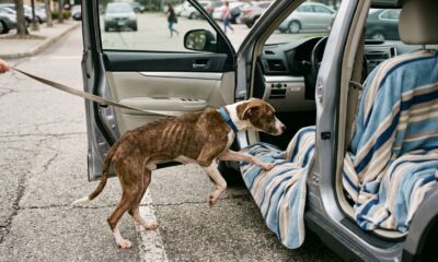 Cachorro de rua encontra mulher por acaso e entra imediatamente no carro dela como se soubesse que sua vida estava prestes a mudar
