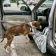 Cachorro de rua encontra mulher por acaso e entra imediatamente no carro dela como se soubesse que sua vida estava prestes a mudar