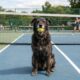 Cachorro vira-lata invade quadra de tênis de surpresa, conquista jogadores e público e acaba virando o mascote oficial do local