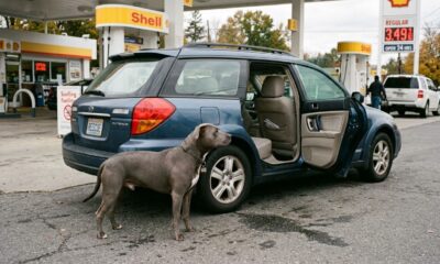 Menino encontra cachorro abandonado sozinho em posto de gasolina e não consegue conter as lágrimas ao perceber a situação