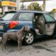 Menino encontra cachorro abandonado sozinho em posto de gasolina e não consegue conter as lágrimas ao perceber a situação