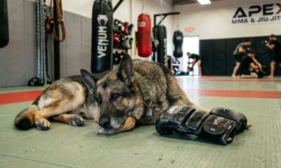 Veterano leva seu cachorro aposentado do Exército para todos os treinos de MMA e parceria inseparável emociona quem acompanha a rotina