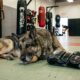 Veterano leva seu cachorro aposentado do Exército para todos os treinos de MMA e parceria inseparável emociona quem acompanha a rotina