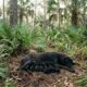 Casal ouve um rosnado na floresta e pensa que há um urso por perto, mas, ao amanhecer, encontra uma cadela magra protegendo 11 filhotes recém-nascidos