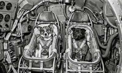 Em 1966, dois cães enfrentaram uma missão de 21 dias no espaço para estudar os efeitos de voos prolongados e acabaram estabelecendo um recorde canino que permanece até hoje