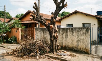 Morador poda os galhos que invadiam o terreno, a árvore seca e ele acaba condenado a pagar R$ 6 mil por dano ambiental em espécie nativa protegida