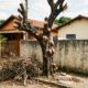 Morador poda os galhos que invadiam o terreno, a árvore seca e ele acaba condenado a pagar R$ 6 mil por dano ambiental em espécie nativa protegida