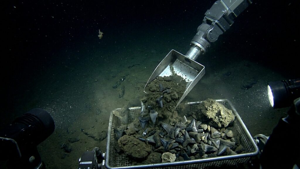 A 5 mil metros de profundidade, cientistas encontram um “cemitério” com cerca de 1.000 dentes de tubarão que guarda 22 milhões de anos de história