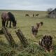 Provérbio alemão para pensar: “Uma cerca dura 3 anos, um cachorro dura 3 cercas, um cavalo dura 3 cachorros e um homem dura 3 cavalos”; lições de vida sobre como nosso tempo na Terra é temporário e como devemos praticar a gratidão, extraídas de um antigo ditado
