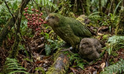 90 filhotes de uma só vez: o papagaio mais pesado do mundo celebra um 'boom' histórico de filhotes