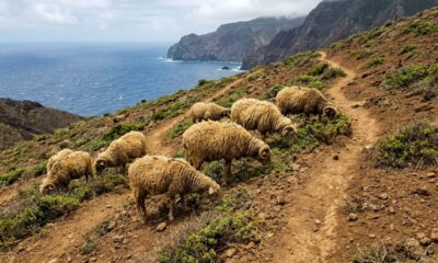 Em 1869, apenas 100 ovelhas foram levadas para uma ilha do México e, décadas depois, milhares delas destruíram parte da vegetação e mudaram o equilíbrio natural do local