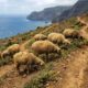 Em 1869, apenas 100 ovelhas foram levadas para uma ilha do México e, décadas depois, milhares delas destruíram parte da vegetação e mudaram o equilíbrio natural do local