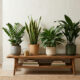 4 plantas de sombra perfeitas para quartos climatizados: elas odeiam calor excessivo e se adaptam perfeitamente ao ar-condicionado a 18°C