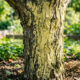 Calda sulfocálcica caseira com enxofre e cal: o tratamento de inverno definitivo para eliminar colônias de ácaros e esporos em frutíferas