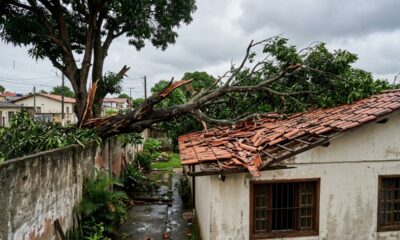 Árvore plantada há 20 anos cresce sobre o terreno do vizinho, galho cai sobre o telhado durante temporal e começa a discussão sobre quem deve pagar o prejuízo