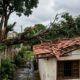 Árvore plantada há 20 anos cresce sobre o terreno do vizinho, galho cai sobre o telhado durante temporal e começa a discussão sobre quem deve pagar o prejuízo