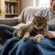 Gato “amassando pão” no colo do tutor não está apenas brincando: biólogos explicam o que esse hábito revela sobre infância, relaxamento e afeto