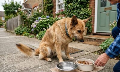 Mulher vê publicação sobre cachorro que parecia ter ‘desistido de tudo’, corre para ajudá-lo e muda completamente o destino do animal