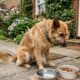 Mulher vê publicação sobre cachorro que parecia ter ‘desistido de tudo’, corre para ajudá-lo e muda completamente o destino do animal