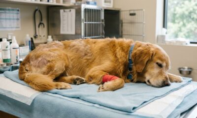 Cachorro encontrado com sarna passa por transformação impressionante e revela ser um lindo Golden Retriever