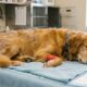 Cachorro encontrado com sarna passa por transformação impressionante e revela ser um lindo Golden Retriever