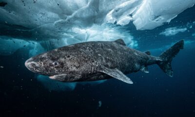 Cientistas fazem descoberta histórica: um tubarão de 399 anos, nascido em 1627 foi localizado no Oceano Ártico e bate recorde de longevidade entre vertebrados