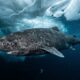 Cientistas fazem descoberta histórica: um tubarão de 399 anos, nascido em 1627 foi localizado no Oceano Ártico e bate recorde de longevidade entre vertebrados