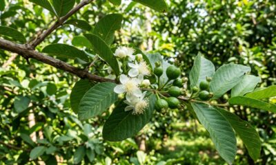 A árvore ideal para casa: mantém as folhas durante todo o ano, produz frutos aromáticos e flores comestíveis