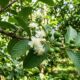 A árvore ideal para casa: mantém as folhas durante todo o ano, produz frutos aromáticos e flores comestíveis