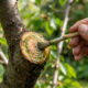 Pulverização de extrato de própolis verde a 1%: como o composto atua como selante biológico e protege cortes de poda contra o cancro bacteriano