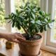 O que a planta-jade precisa na primavera para crescer sem perder o brilho: rega, luz e o erro que deixa as folhas moles e enrugadas