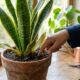 Espada-de-são-jorge na primavera: o que fazer agora para a planta não amarelar, e os erros de rega que matam as folhas em poucas semanas