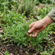 Cultivo de mentruz no quintal: a planta rústica de sabor picante para temperos caseiros que atua no controle biológico de pragas do solo