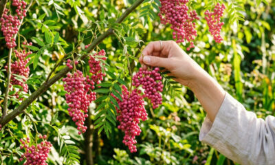 Como colher e desidratar pimenta-rosa da árvore de aroeira do próprio quintal: o passo a passo para produzir o tempero aromático em casa
