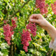 Como colher e desidratar pimenta-rosa da árvore de aroeira do próprio quintal: o passo a passo para produzir o tempero aromático em casa
