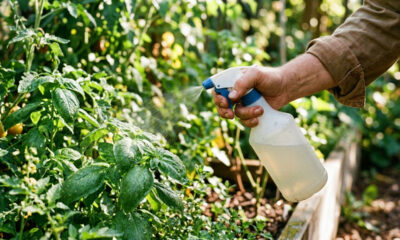 Borrifar chá de louro concentrado no jardim: o repelente natural potente que afasta traças, percevejos e pulgões sem agredir as folhas